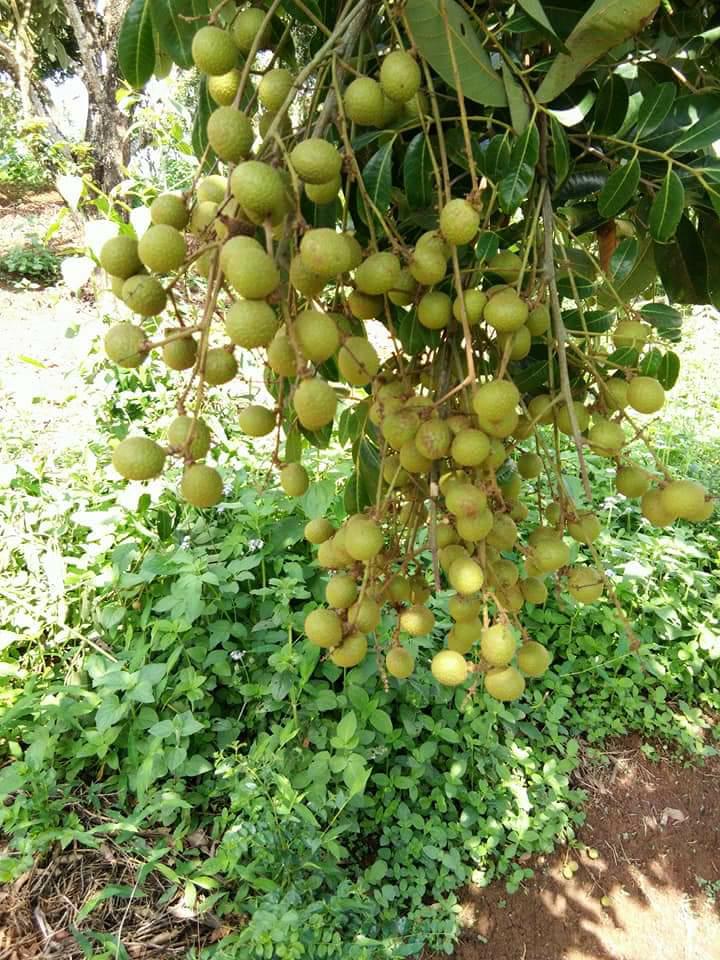 Kỹ thuật chống rụng quả cho nhãn vào mùa mưa, giải pháp hạn chế tình trạng đen nám, nứt nổ quả trên cây nhãn
