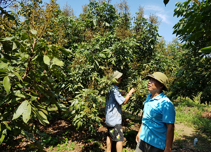 Kỹ thuật hãm lộc đông cho nhãn, giải pháp chống rụng quả non cho nhãn hiệu quả