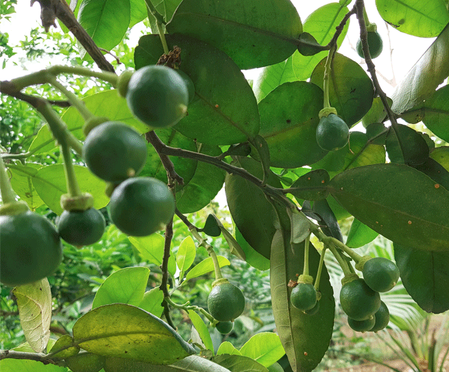 Kỹ thuật chăm sóc bưởi diễn thời kỳ ra hoa đậu quả non, giải pháp chống rụng hoa và quả non cho bưởi diễn ứng dụng công nghệ nano