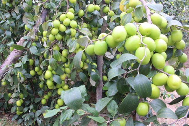 Kỹ thuật chăm sóc cây táo thời kỳ ra hoa đậu quả non, chống rụng quả non và hạn chế tác hại của sương muối trên cây táo