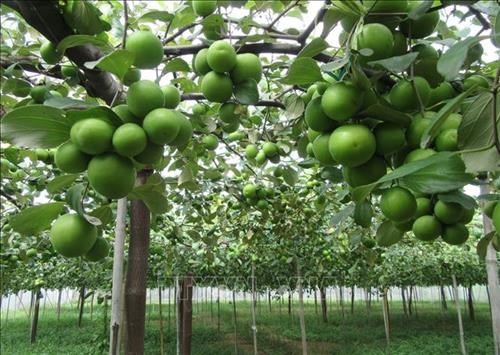 Giải pháp chống nấm bệnh, chống rụng hoa và quả non cho táo