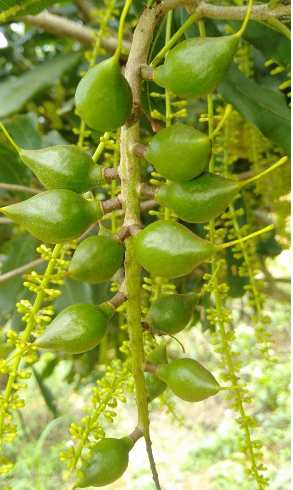 Nguyên nhân gây nên tình trạng rụng quả non hàng loạt trên cây mắc ca vào mùa mưa