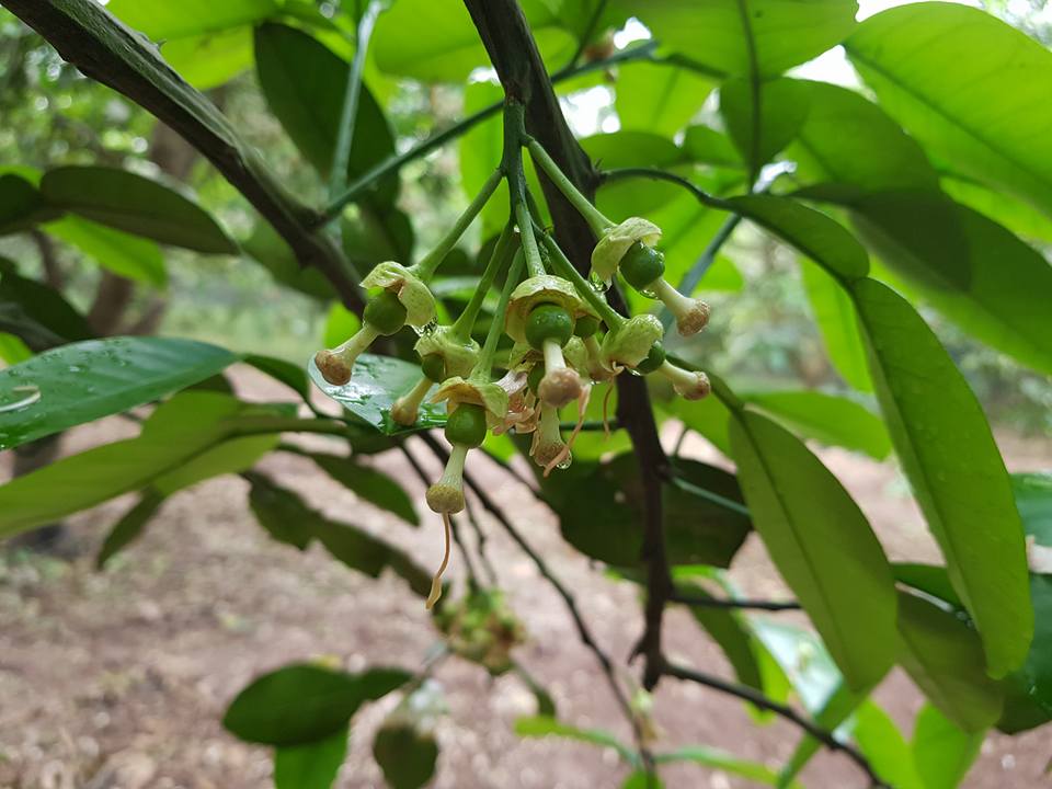 Chăm sóc bưởi diễn thời kỳ ra hoa đậu quả non, giải pháp chống rụng hoa và quả non trên canh đường canh, bưởi diễn