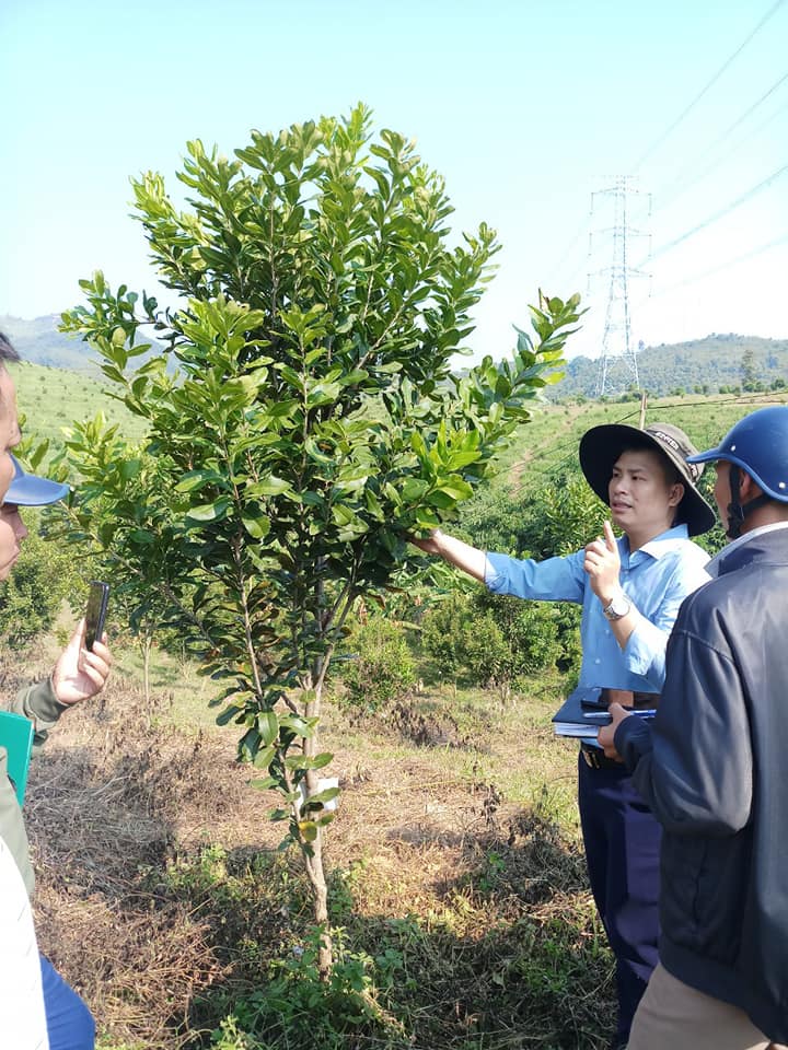 Nguyên nhân và giải pháp chống rụng quả non trên cây Macca (Maccadamia)