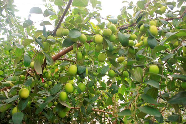 Giải pháp tăng tỷ lệ đậu quả cho cây táo, chống rụng hoa và quả non trên cây táo