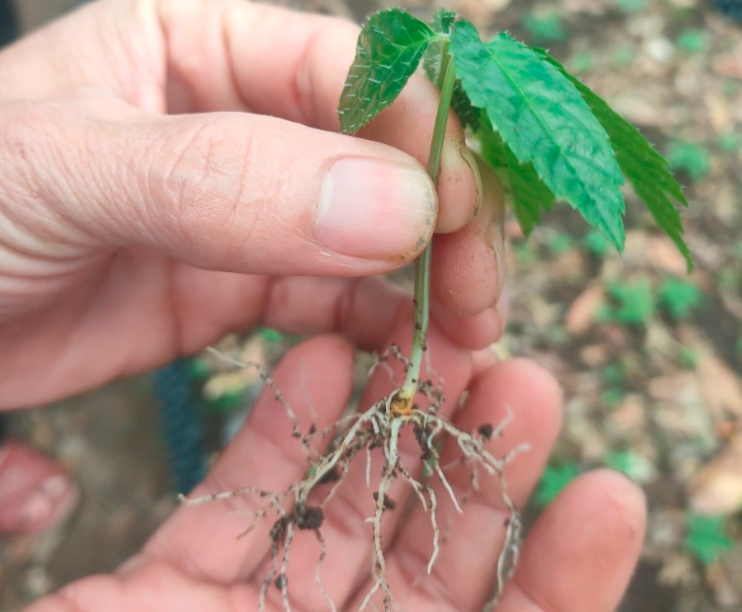 Quy trình phòng trị bệnh thối rễ, lở cổ rễ, chống thối củ cho cây sâm Ngọc Linh