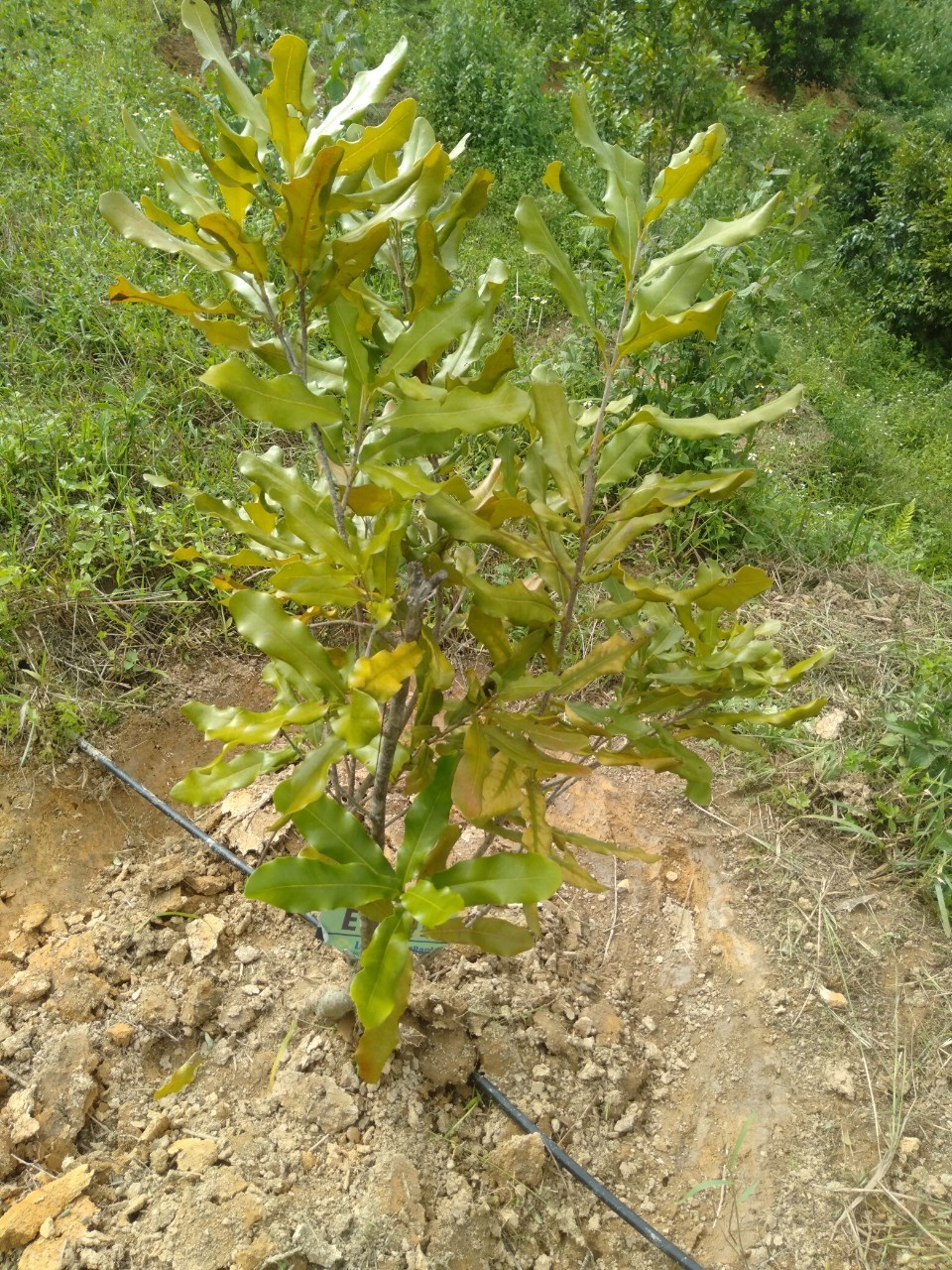Nguyên nhân và giải pháp phòng trị bệnh vàng lá thối rễ, cây còi cọc chậm phát triển trên mắc ca