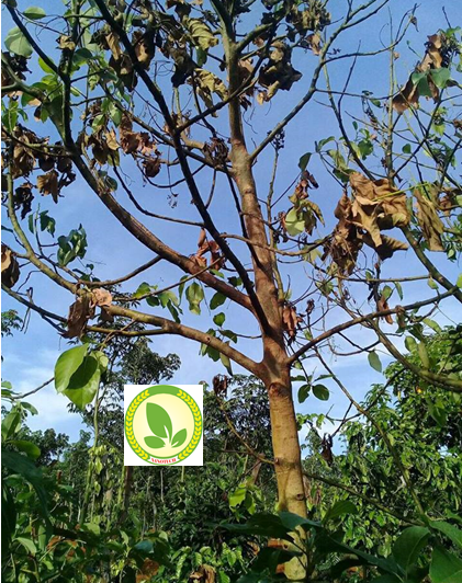 Nguyên nhân và giải pháp Phòng Trị bệnh héo rũ, héo xanh, chết khô thân cành trên cây bơ