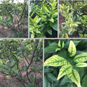 Nguyên nhân và giải pháp đặc trị bệnh vàng lá gân xanh greening trên cây cam, bưởi (cây có múi)