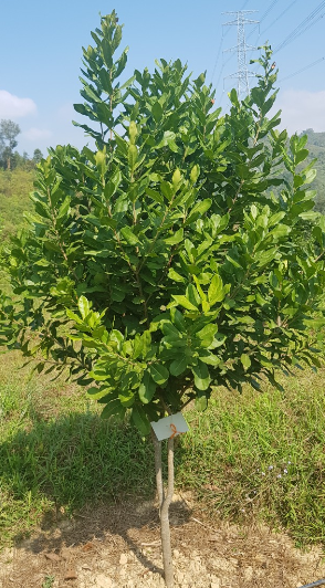 Yêu cầu điều kiện sinh thái và đặc điểm sinh vật học của cây mắc ca (macadamia)