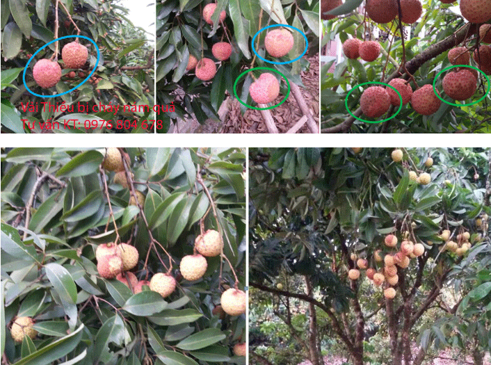 Nguyên nhân và giải pháp khắc phục tình trạng cháy xám, cháy khô vỏ quả vải thiều ứng dụng công nghệ nano tiên tiến