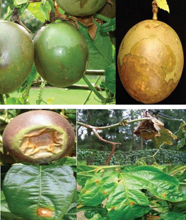 Giải pháp phòng và đặc trị bệnh đốm dầu, bệnh héo rũ do vi khuẩn gây hại cây chanh dây (Pseudomonas passiflorae; Pseudomnas syringae)
