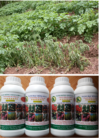 Giải pháp phòng và đặc trị bệnh héo xanh vi khuẩn trên cây khoai tây và cà chua
