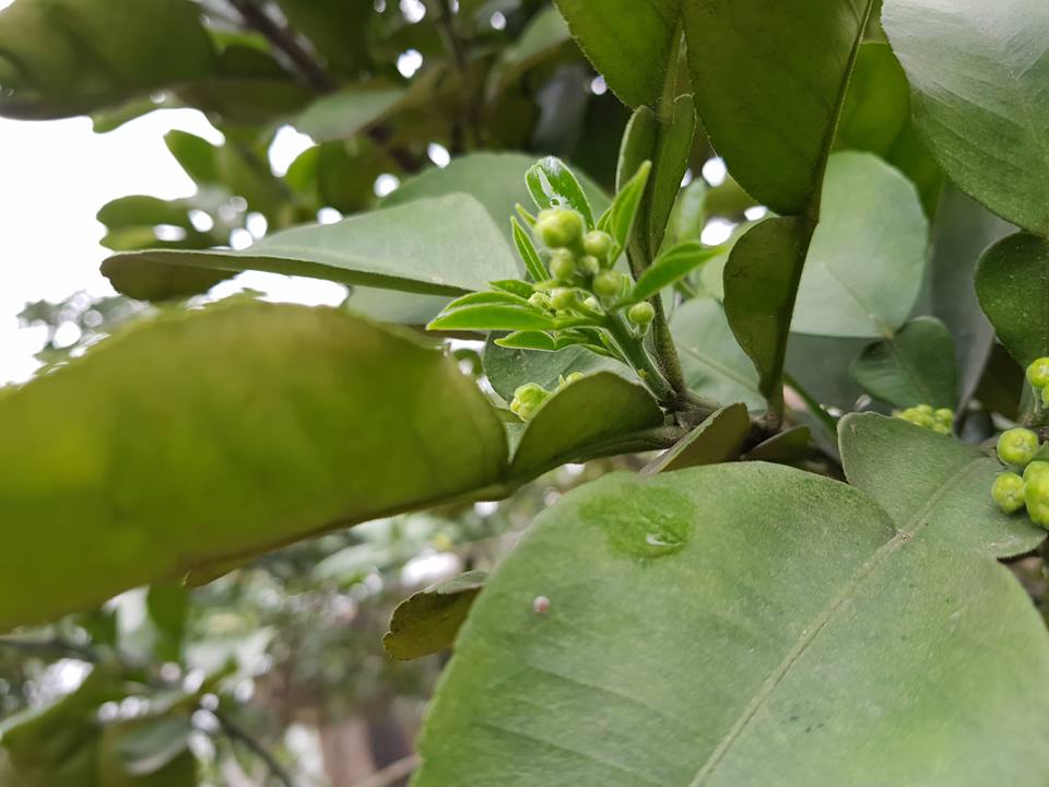 Chăm sóc bưởi diễn sau thu hoạch, biện pháp hãm lộc đông cho bưởi