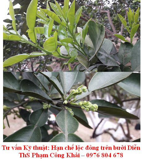 Kỹ thuật hạn chế phát triển lộc đông trên bưởi Diễn (các biện pháp kỹ thuật tổng hợp)