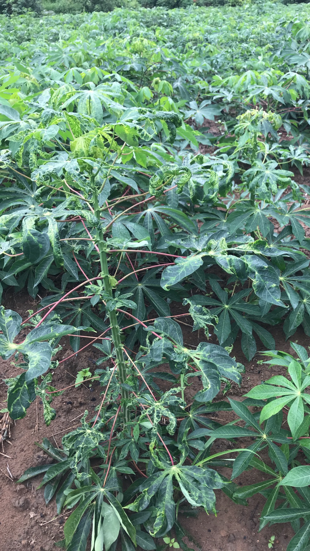 Nguyên nhân và giải pháp đặc trị bệnh virus khảm lá trên cây khoai mỳ ứng dụng công nghệ cao