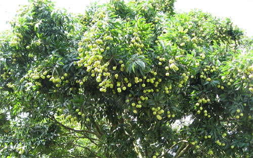 Kỹ thuật hãm lộc đông, khoanh vải ủ mầm hoa cho cây vải thiều
