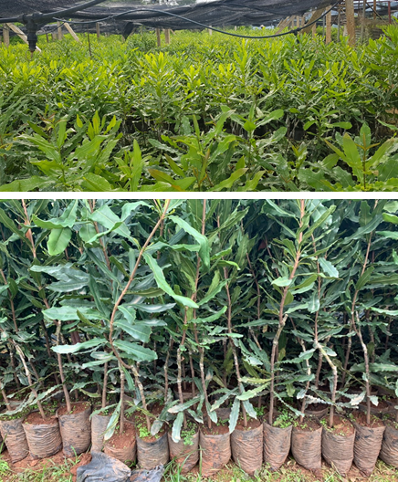 Tiêu chuẩn chọn giống và kỹ thuật chăm sóc mắc ca tại vườn ươm trước khi trồng đại trà