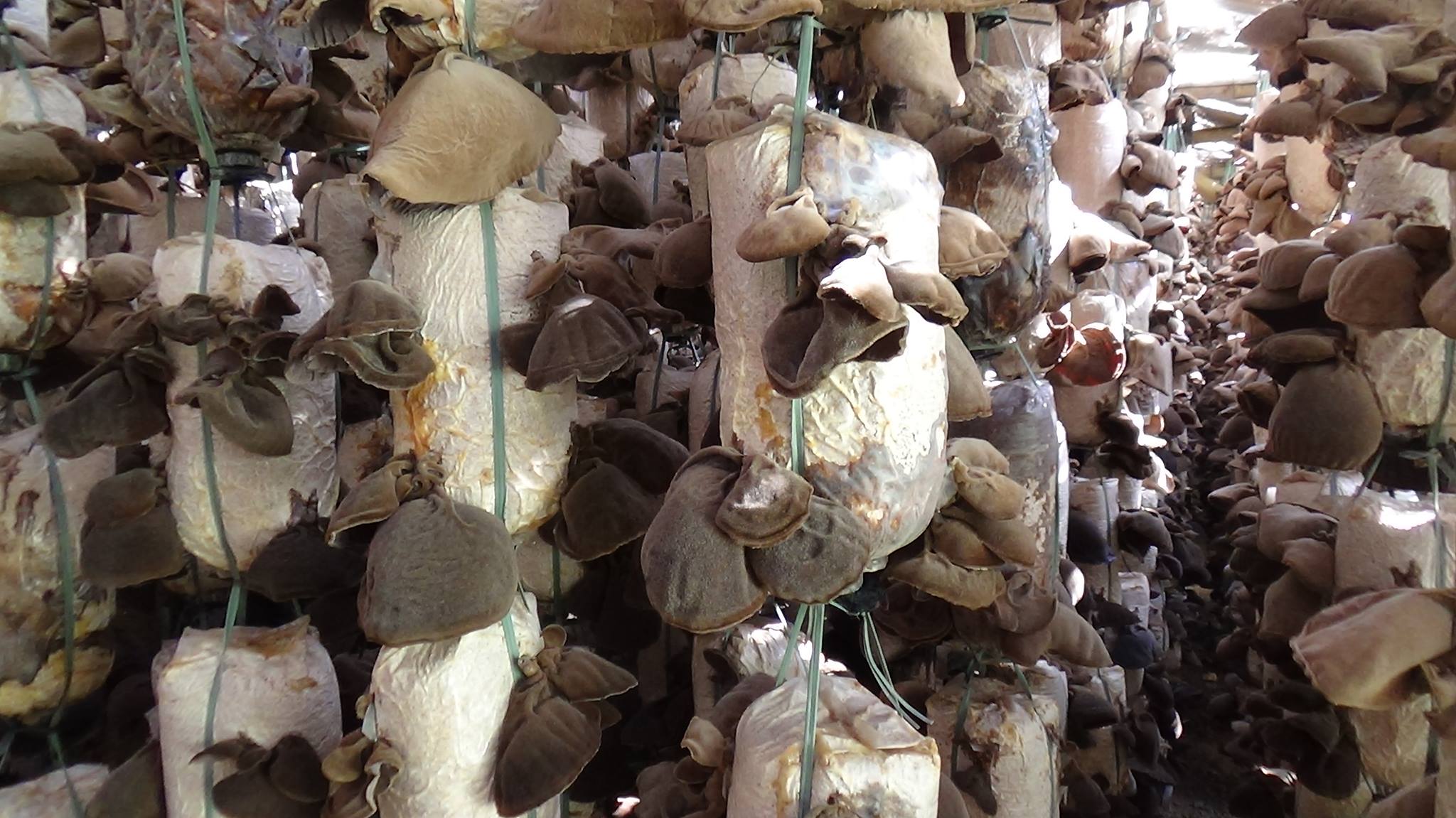 Грибы из вьетнама Грибы из вьетнама