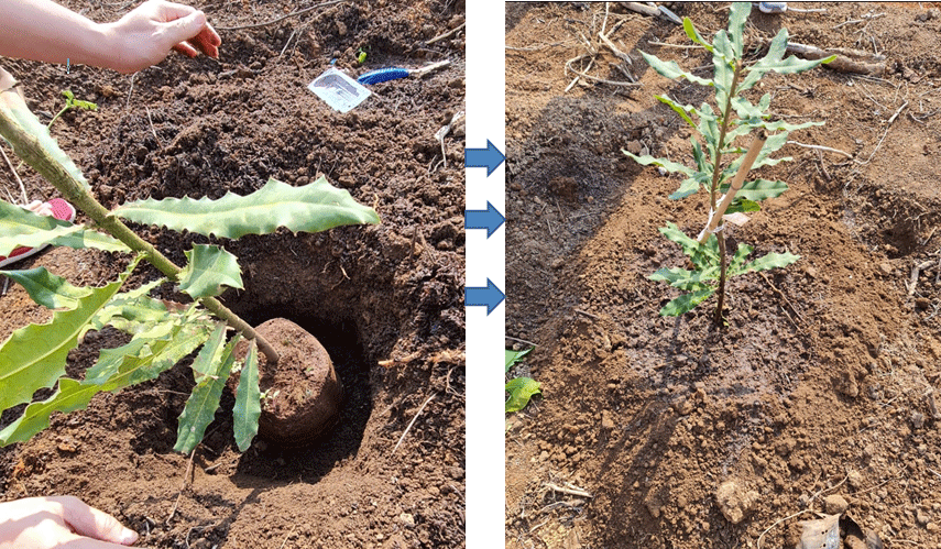 Giải pháp khắc phục tình trạng cây mắc ca còi cọc chậm lớn, phát triển không đồng đều giai đoạn sau khi trồng.
