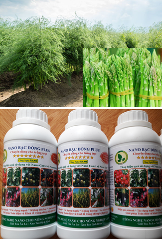 Quy trình sử dụng chế phẩm nano bạc đồng, nano đồng oxyclorua chuyên dùng cho cây măng tây