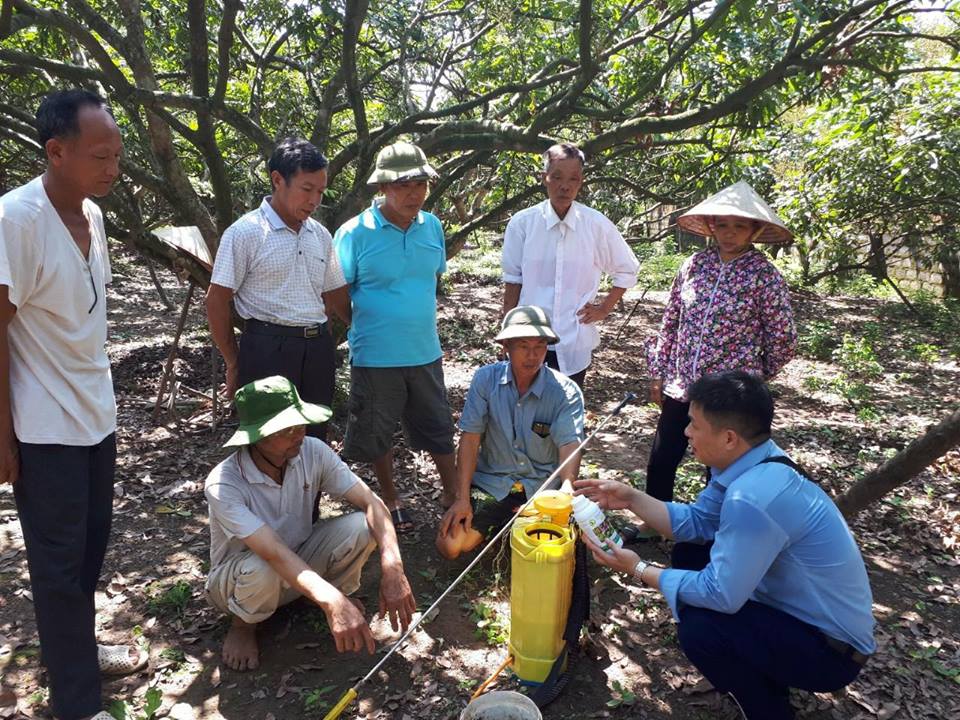 Giải pháp khắc phục tình trạng nhãn vải bị đen nám quả, nứt quả, khô vằn quả, chống rụng quả cho nhãn vải vào mùa mưa