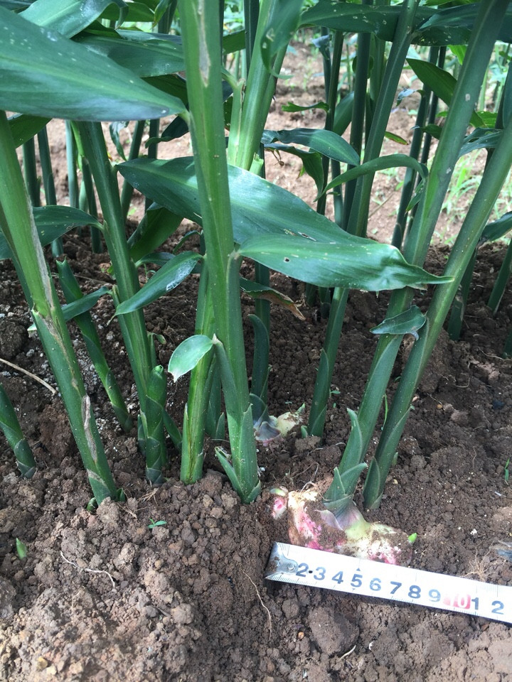 Quy trình sử dụng chế phẩm nano bạc đồng super, nano đồng oxyclorua chuyên dùng cho cây gừng