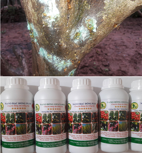 Đặc trị bệnh xì gôm, chảy nhựa mủ trên thân gốc bưởi diễn (bệnh xì mủ, chảy gôm do nấm Phytophthora.)