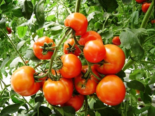 Quy trình đặc trị bệnh héo xanh vi khuẩn trên cây cà chua ứng dụng công nghệ nano tiên tiến