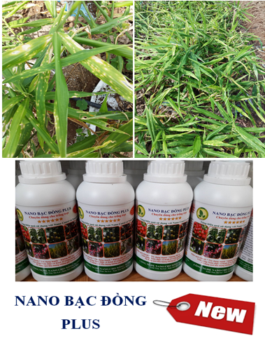 Quy trình sử dụng chế phẩm nano bạc đồng plus và nano đồng oxyclorua cho cây gừng