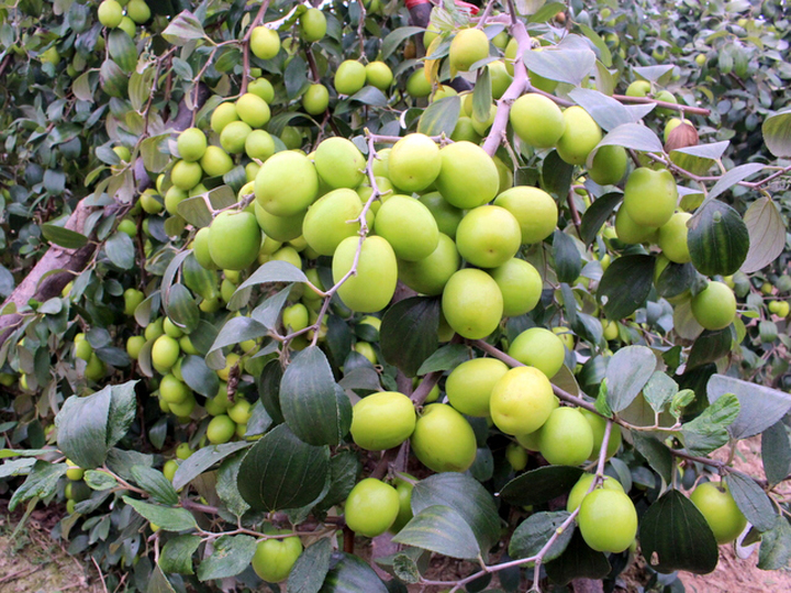 Quy trình sử dụng chế phẩm nano bạc đồng, nano đồng oxyclorua chuyên dùng cho cây táo