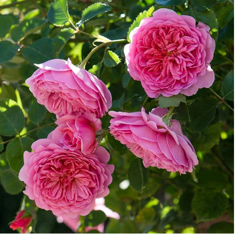 Nano bạc đồng super, nano đồng oxyclorua chuyên dùng cho cây hoa hồng (phòng trị bệnh tổng hợp)