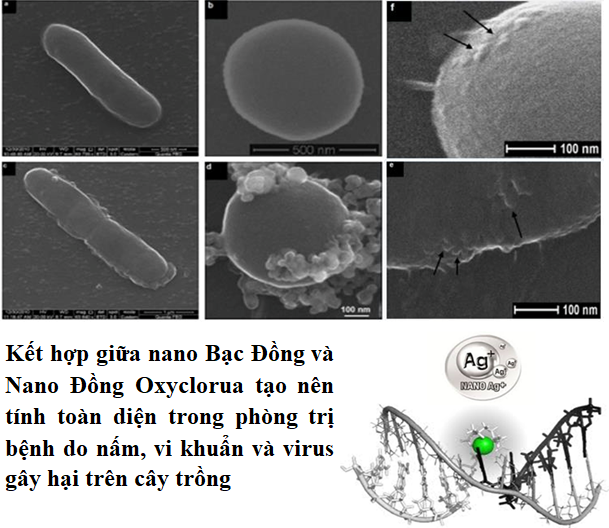 Tại sao nên kết hợp sử dụng chế phẩm nano bạc đồng với nano đồng oxyclorua trong phòng trị và quản lý dịch bệnh tổng hợp trên cây trồng