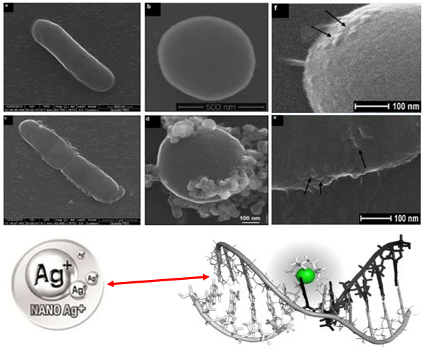 Chế phẩm nano bạc đồng plus đặc trị vi khuẩn, nấm và virus gây bệnh hại cây trồng (Nano bạc đồng plus chuyên dùng cho trồng trọt)