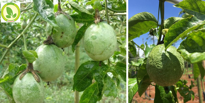 Kỹ thuật phòng trị bệnh tổng hợp trên cây chanh dây(chanh leo): Bệnh nấm phấn trắng, bệnh đốm dầu, bệnh thối quả, bệnh ghẻ quả, bệnh teo và lép ruột trái,  bệnh thối rễ chanh dây, bệnh bã trầu và đốm mắt cua do nấm