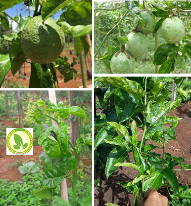 Giải pháp phòng và trị bệnh phấn trắng virus gây hại cây chanh dây (Virus Passion fruit woodiness - PWV)