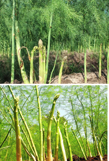 Kỹ thuật phòng trị bệnh tổng hợp trên cây măng tây, giải pháp đặc trị bệnh thối thân, đỏ vàng cành lá trên cây măng tây xanh