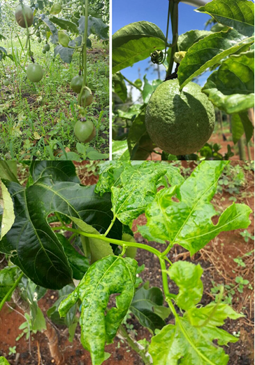 Quy trình ứng dụng công nghệ nano phòng và đặc trị bệnh tổng hợp trên cây chanh dây (chanh leo)