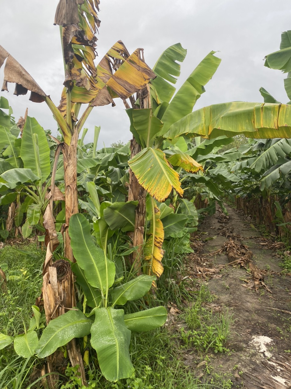 Quy trình phòng trị, quản lý bệnh vàng lá héo rũ panama trên cây chuối ứng dụng công nghệ nano tiên tiến