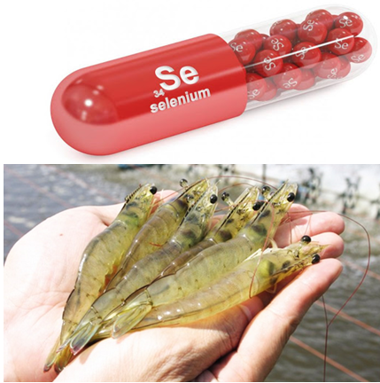 Công dụng và cách sử dụng nano Selen cho tôm, cá