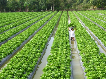 Quy trình sử dụng chế phẩm nano bạc đồng, nano đồng oxyclorua chuyên dùng cho cây rau hoa màu