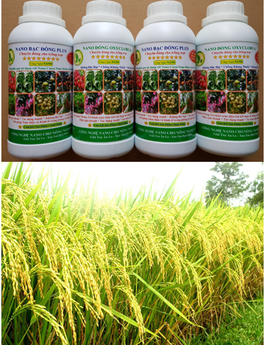 Quy trình sử dụng chế phẩm nano bạc đồng plus, nano đồng oxyclorua chuyên dùng cho cây lúa ngô