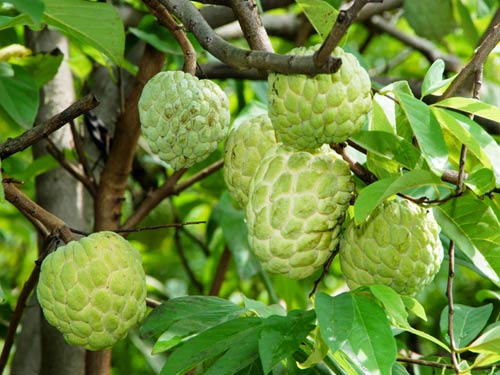 Quy trình sử dụng chế phẩm nano bạc đồng, nano đồng oxyclorua chuyên dùng cho cây na