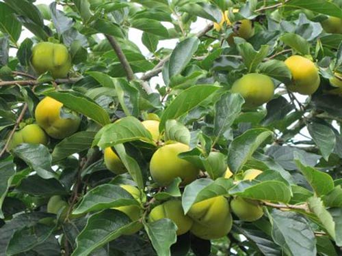 Quy trình sử dụng chế phẩm nano Bạc Đồng Super, Bạc Đồng Hợp Kim, nano Đồng Oxyclorua chuyên dùng cho cây hồng ngâm, hồng giòn
