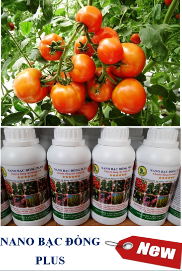 Quy trình sử dụng chế phẩm nano bạc đồng, nano đồng oxyclorua chuyên dùng cho cây cà chua