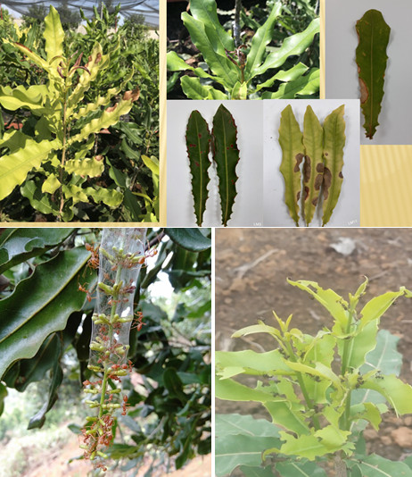 Thống kê sâu bệnh hại mắc ca và giải pháp phòng trị sâu bệnh hại trên cây mắc ca tại Điện Biên