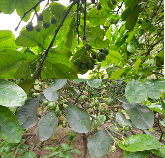 Tại sao bưởi chậm lớn ở thời kỳ sau khi tắt hoa, hình thành quả non