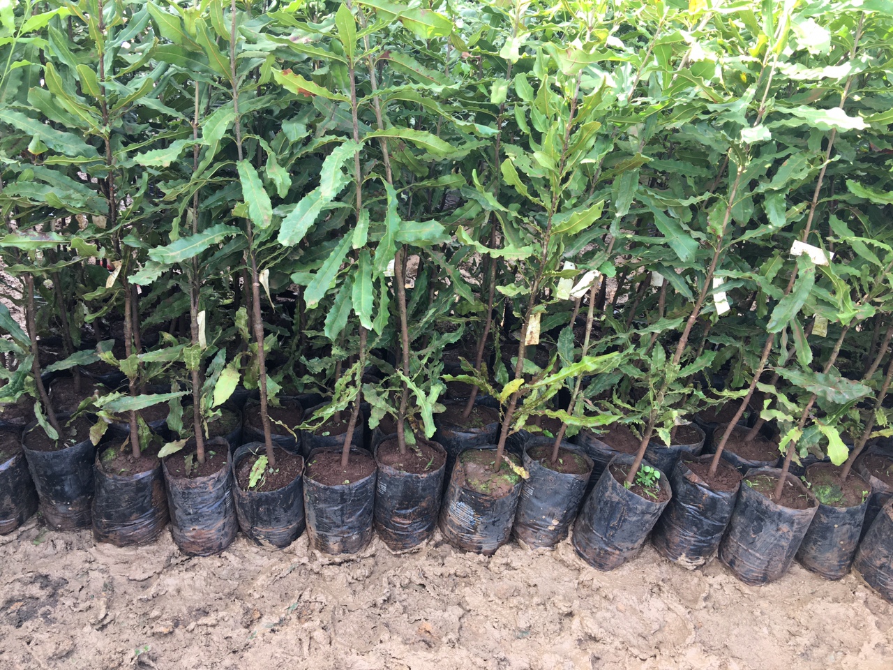 Tiêu chuẩn chọn giống mắc ca trước khi trồng đại trà