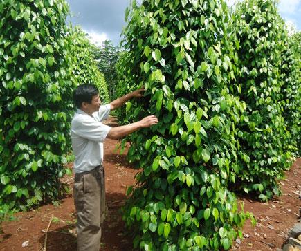 Quy trình sử dụng chế phẩm nano Bạc Đồng Super, nano Đồng Oxyclorua, nano AKH chuyên dùng cho cây Tiêu, cây cà phê