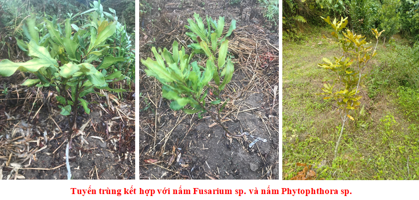 Đặc điểm phát sinh, phát triển và giải pháp phòng trừ tuyến trùng và nấm phytophthora hại mắc ca